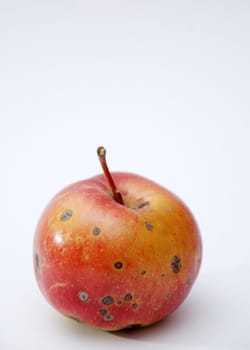 rotten apple
