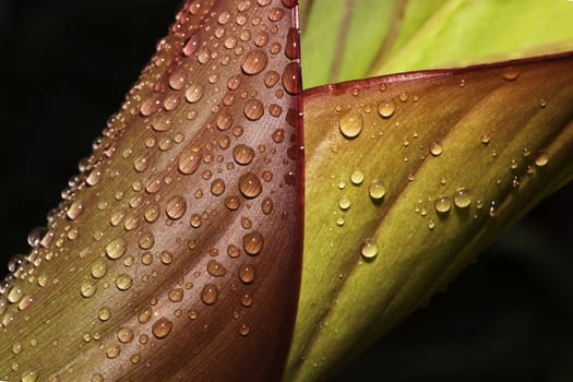 Abstract shapes - a unique leaf with water drops - shallow depth of field.