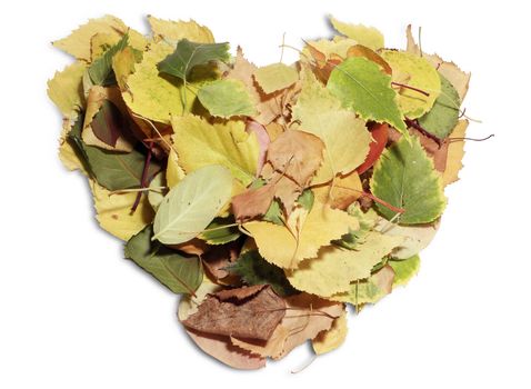 Heart shaped autumn leaves.