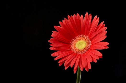 Orange gerber daisy on black background