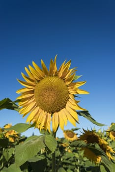 Large sunflower in the foreground of a field of sunflowers with a large blue sky copy area