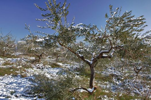 light snow covered olive trees in an orchard in Italy