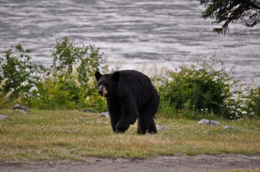 Bear Walking 2