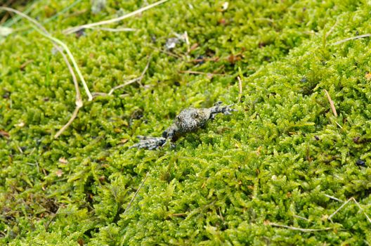 european fire-bellied fire bellied toad frog amphibia bombina with red orange belly on mossy forest ground.