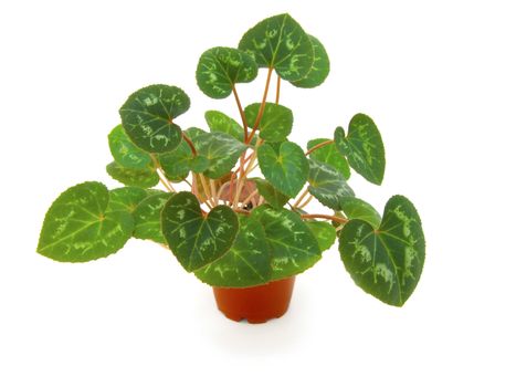 foliage of cyclamen on a white background.