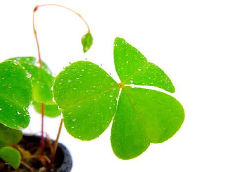 leaf of Oxalis with water droplets, isolated on white background