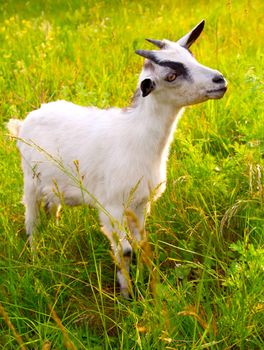 kid on the background of grass