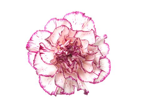 a white pink carnation 