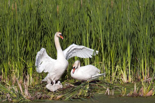 Male Swan flaps it's wings while the female looks down on the three young swans