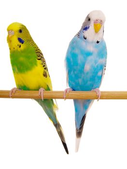 pair budgerigar on white background 