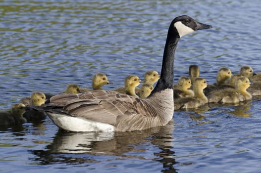 Goose with over a dozen young goslings on the bay