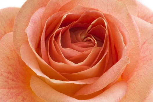 Macro image of a orange rose blossom