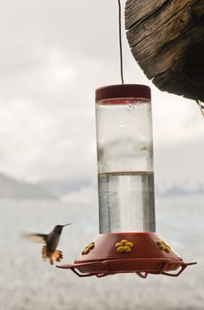 Hummingbird flies to feeder