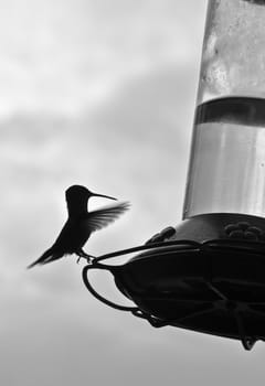 Hummingbird lands on perch