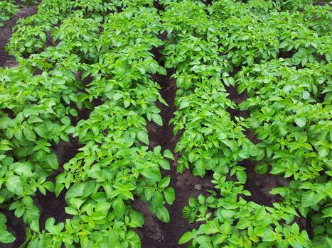 Rows of Green Potato Plant in Field