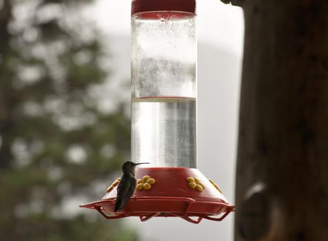 Hummingbird waits on perch