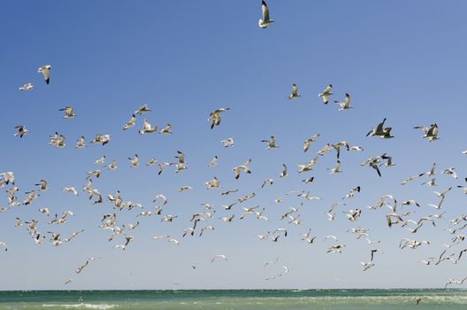 Sky full of seagulls on a blue sky with an emerald strip of the lake