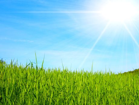 green field on blue sky  