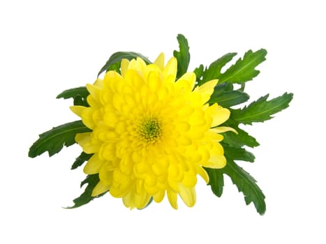 chrysanthemum  flower isolated on white background. 