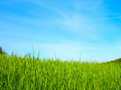 green field on blue sky  