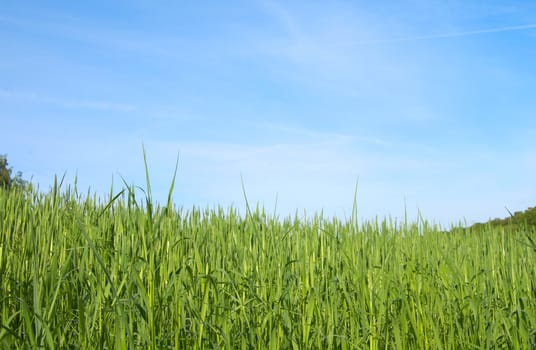 green field on blue sky  