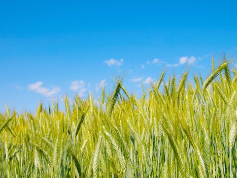 wheat harvest on blue sky 