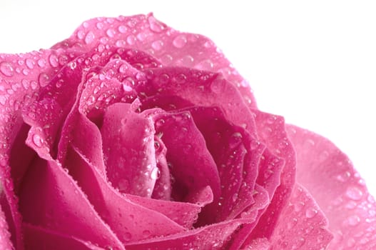 Abstract Pink Rose with selective focus on the center with water drops