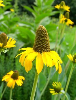  flowers in green field  