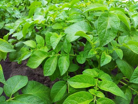 Potato Plant Growing on the Vegetable Bed