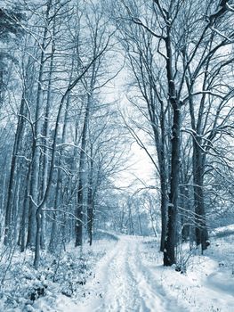 Winter road to wood. The trees covered with snow 