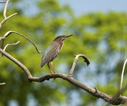 Green-back heron perched on a branch with trees in the background