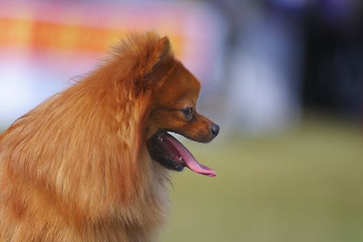 Portrait of a Pomeranian dog