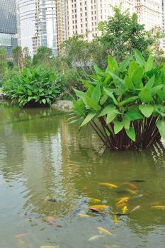 Urban garden with pond, tree and building background