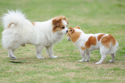 Two dogs staring at each other