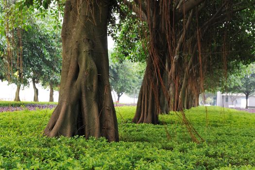 Trees in the garden near urban street