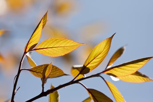 Bright green leaves on the branches in the autumn forest.