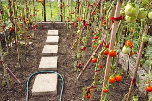 Vegetable tomato grow ripe in glass greenhouse.