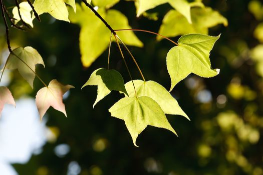 Green maple leafe in sunny day