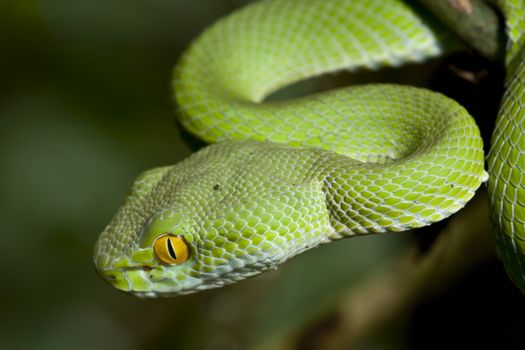 Green Snake at the forest in Thailand.