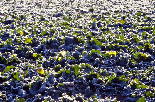 Rape leaves in late autumn frosted natural background.