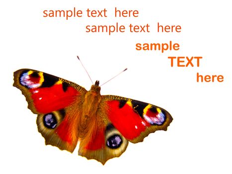 butterfly on white background with room for text 