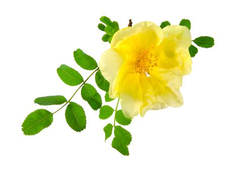 flowers of Dog Rose, isolated on a white background. Rosa canina