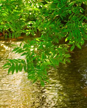Green leaves reflecting on the River in green forest.