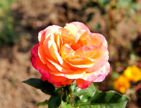 Pink rose on black  background