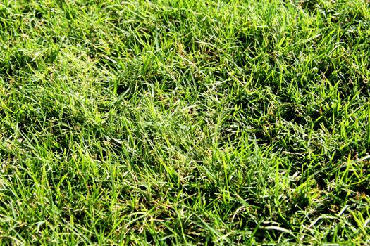 texture of the green grass lawn