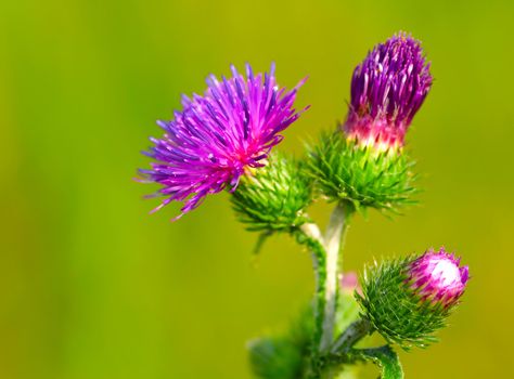 bur thorny flower. (Arctium lappa) on green background