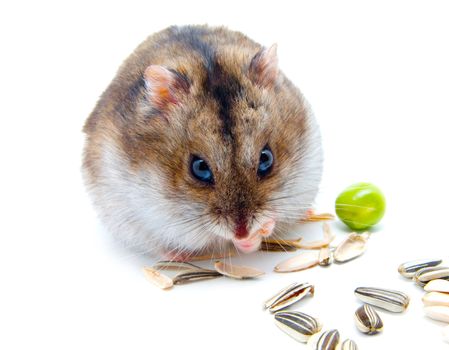 Dwarf hamster clicks sunflower seeds on white background