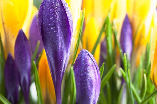 Vibrant purple and yellow crocuses, one in focus covered in morning dew.