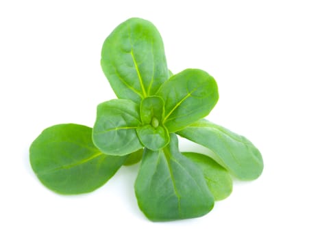 fresh salad isolated on the white background