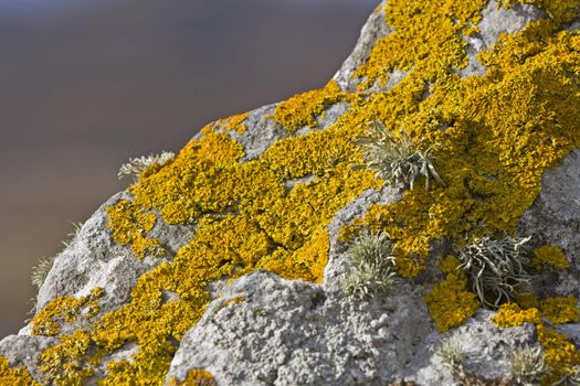 yellow lichen on stone in close up shot